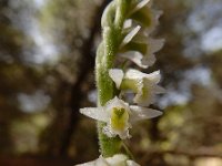 Spiranthes spiralis 31, Herfstschroeforchis, Saxifraga-Ed Stikvoort (2)