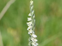 Spiranthes spiralis 32, Herfstschroeforchis, Saxifraga-Sonja Bouwman  803. Herfstschroeforchis - Spiranthes spiralis - Orchidaceae familie (i)