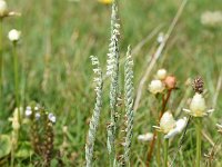 Spiranthes spiralis 33, Herfstschroeforchis, Saxifraga-Sonja Bouwman  803. Herfstschroeforchis - Spiranthes spiralis - Orchidaceae familie (i)