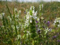 Stachys  atherocalyx