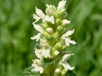 Stachys alopecurus