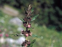 Stachys alpina 17, Saxifraga-Jan van der Straaten