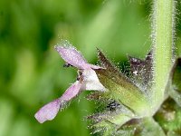 Stachys alpina 19, Alpenandoorn, Saxifraga-Sonja Bouwman  Alpenandoorn - Stachys alpina - Lamiaceae familie