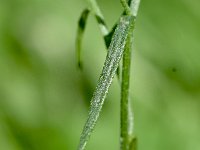 Stachys alpina 22, Saxifraga-Sonja Bouwman  Kalkaster - Aster linosyris - Asteraceae familie