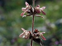 Stachys alpina 23, Saxifraga-Jan van der Straaten