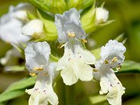 Stachys annua