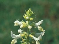 Stachys annua 4, Saxifraga-Jan van der Straaten