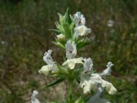 Stachys annua 5, Saxifraga-Jan Willem Jongepier