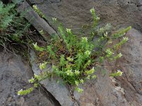 Stachys atherocalyx 3, Saxifraga-Ed Stikvoort