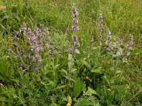 Stachys balansae 5, Saxifraga-Ed Stikvoort