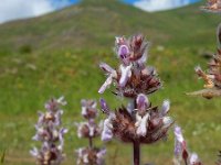 Stachys balansae 7, Saxifraga-Ed Stikvoort