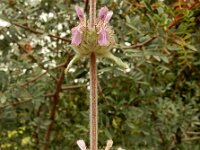 Stachys cretica 10, Italiaanse andoorn, Saxifraga-Ed Stikvoort : Vathi - Gidaki beach Ithaki s9900