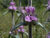 Stachys cretica 13, Italiaanse andoorn, Saxifraga-Ed Stikvoort