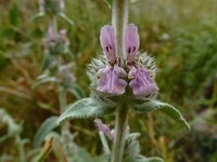 Stachys cretica 14, Italiaanse andoorn, Saxifraga-Ed Stikvoort : Vathi - Gidaki beach Ithaki s9900