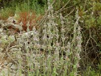 Stachys cretica 15, Italiaanse andoorn, Saxifraga-Ed Stikvoort : Vathi - Gidaki beach Ithaki s9900