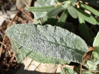 Stachys cretica ssp salviifolia 9, Saxifraga-Sonja Bouwman  Stachys cretica ssp. salviifolia