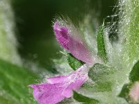 Stachys germanica 18, Duitse andoorn, Saxifraga-Sonja Bouwman  Duitse andoorn - Stachys germanica - Lamiaceae familie