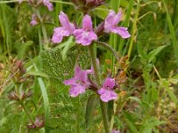 Stachys iberica 4, Saxifraga-Ed Stikvoort