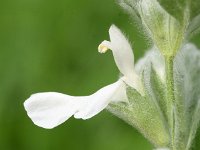 Stachys ionica 2, Saxifraga-Sonja Bouwman  Stachys ionica - Lamiaceae familie