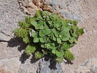 Stachys ionica 4, Saxifraga-Harry Jans