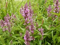 Stachys palustris 26, Moerasandoorn, Saxifraga-Peter Meininger