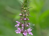 Stachys palustris 29, Moerasandoorn, Saxifraga-Tom Heijnen