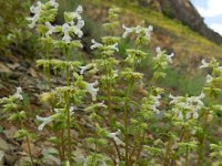 Stachys pubescens