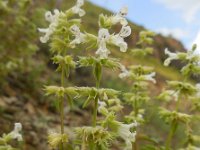 Stachys pubescens 2, Saxifraga-Ed Stikvoort