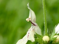 Stachys recta 15, Bergandoorn, Saxifraga-Sonja Bouwman  592. Bergandoorn - Stachys recta - Lamiaceae familie (i)