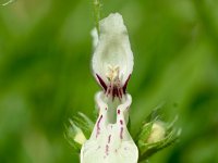 Stachys recta 17, Bergandoorn, Saxifraga-Sonja Bouwman  592. Bergandoorn - Stachys recta - Lamiaceae familie (i) Eys