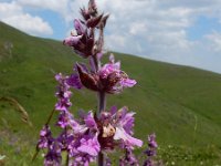 Stachys spectabilis