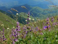 Stachys spectabilis 3, Saxifraga-Ed Stikvoort