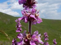 Stachys spectabilis 4, Saxifraga-Ed Stikvoort