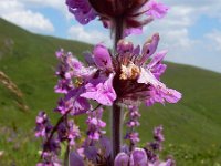 Stachys spectabilis 5, Saxifraga-Ed Stikvoort