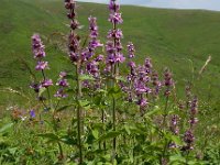 Stachys spectabilis 6, Saxifraga-Ed Stikvoort