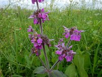 Stachys spectabilis 8, Saxifraga-Ed Stikvoort