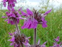 Stachys spectabilis 9, Saxifraga-Ed Stikvoort