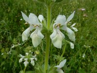 Stachys spinulosa