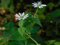 Stellaria aquatica