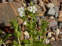 Stellaria aquatica 10, Watermuur, Saxifraga-Ed Stikvoort