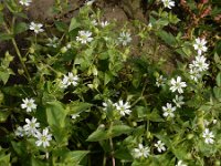 Stellaria aquatica 11, Watermuur, Saxifraga-Ed Stikvoort