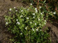 Stellaria aquatica 13, Watermuur, Saxifraga-Ed Stikvoort