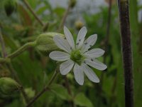 Stellaria aquatica 14, Watermuur, Saxifraga-Rutger Barendse