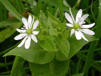 Stellaria aquatica 16, Watermuur, Saxifraga-Peter Meininger