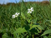 Stellaria aquatica 4, Watermuur, Saxifraga-Ed Stikvoort