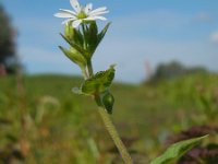 Stellaria aquatica 5, Watermuur, Saxifraga-Ed Stikvoort