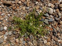 Stellaria aquatica 7, Watermuur, Saxifraga-Ed Stikvoort