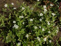 Stellaria aquatica 8, Watermuur, Saxifraga-Ed Stikvoort