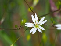 Stellaria graminea 25, Grasmuur, Saxifraga-Hans Dekker