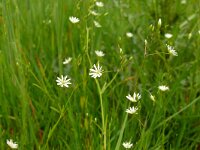 Stellaria graminea 26, Grasmuur, Saxifraga-Hans Grotenhuis